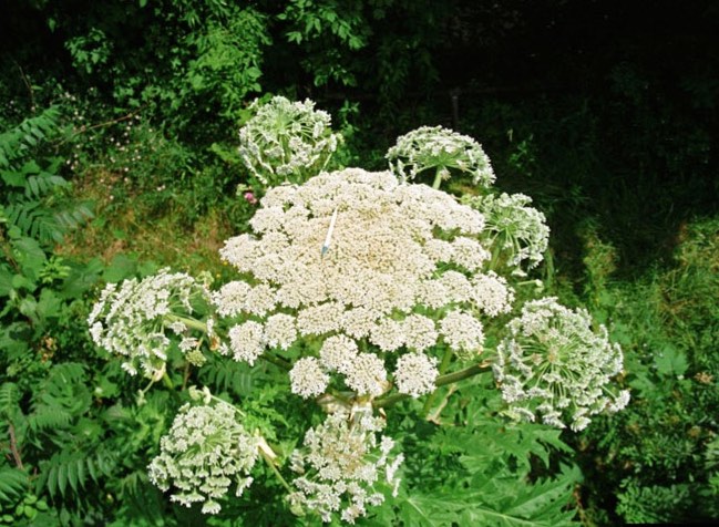 Giant hogweed – Identifying Noxious Weeds of Ohio