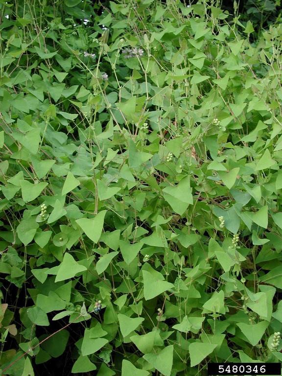 Mileaminute Identifying Noxious Weeds of Ohio
