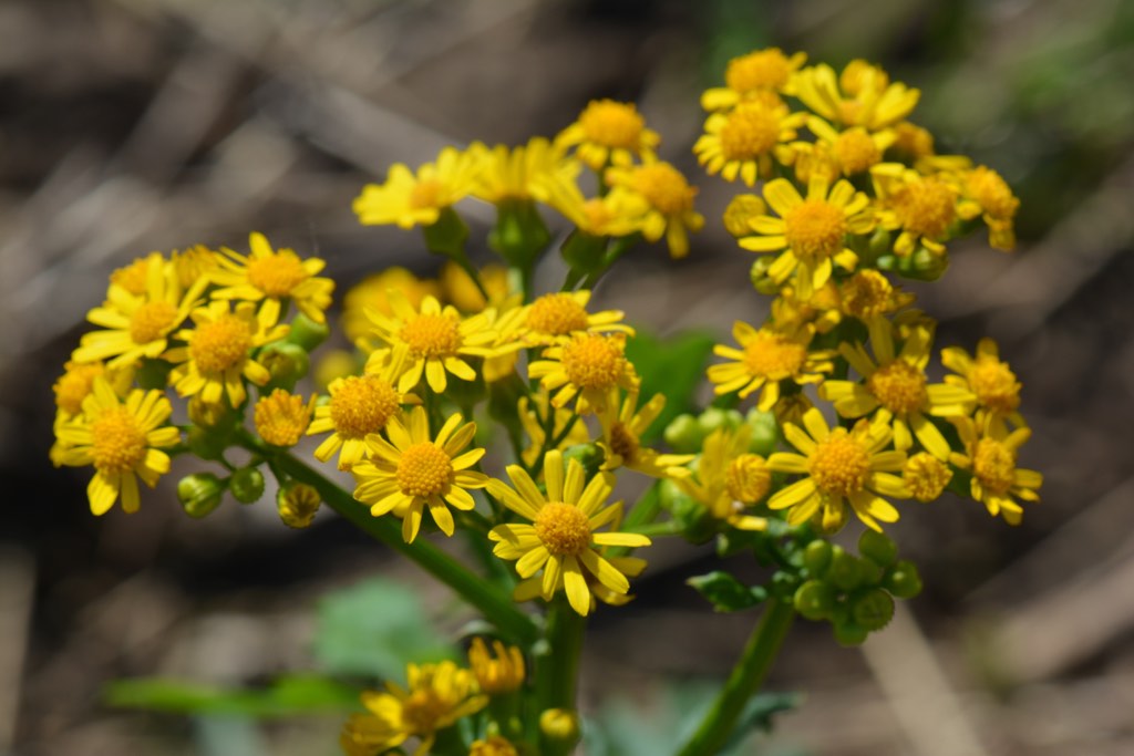 Cressleaf Groundsel – Identifying Noxious Weeds of Ohio