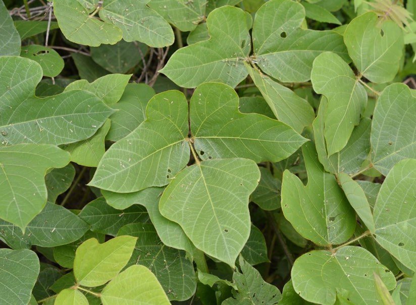 kudzu leaf vs poison ivy