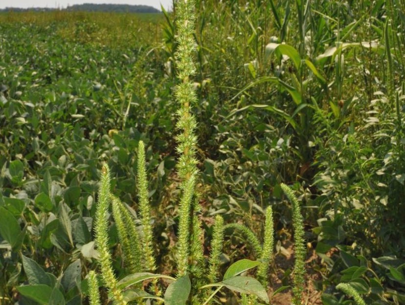 noxious-weed-control-district-advisory-board-coos-county-or