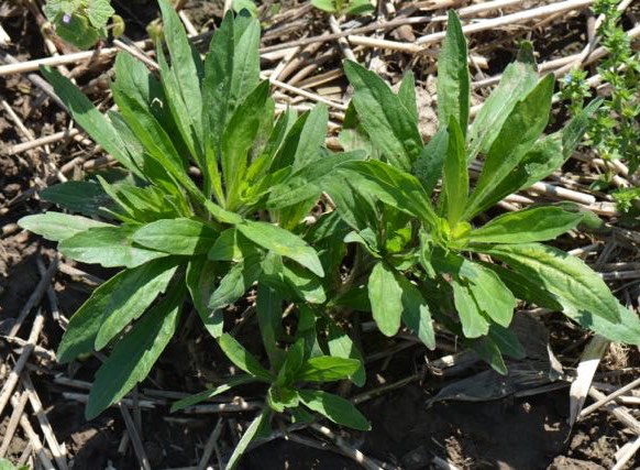 Identifying Common Ohio Weeds