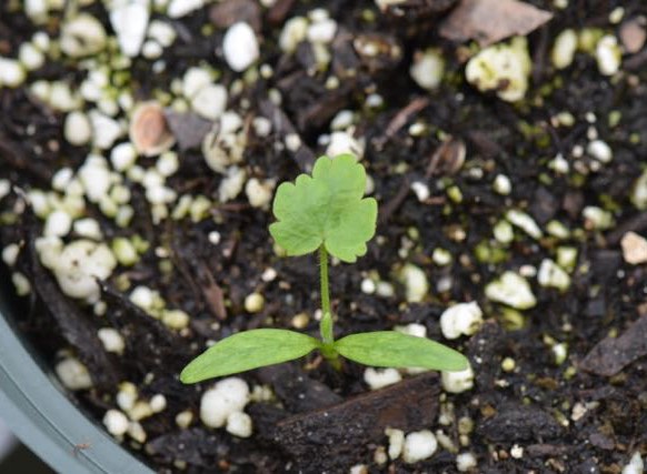 Wild Parsnip Identifying Noxious Weeds Of Ohio