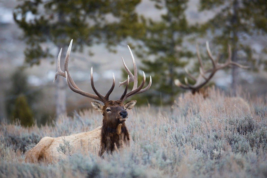 Bull elk in Blacktail Deer Plateau