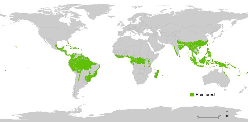 Global locations of rainforest