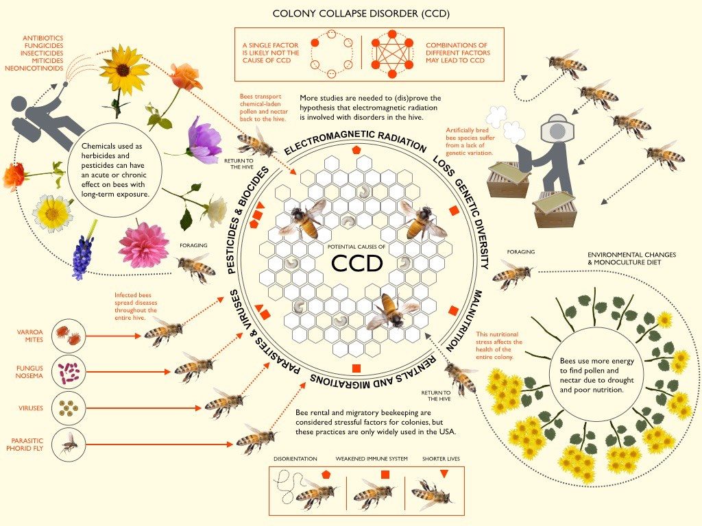 Image result for colony collapse disorder