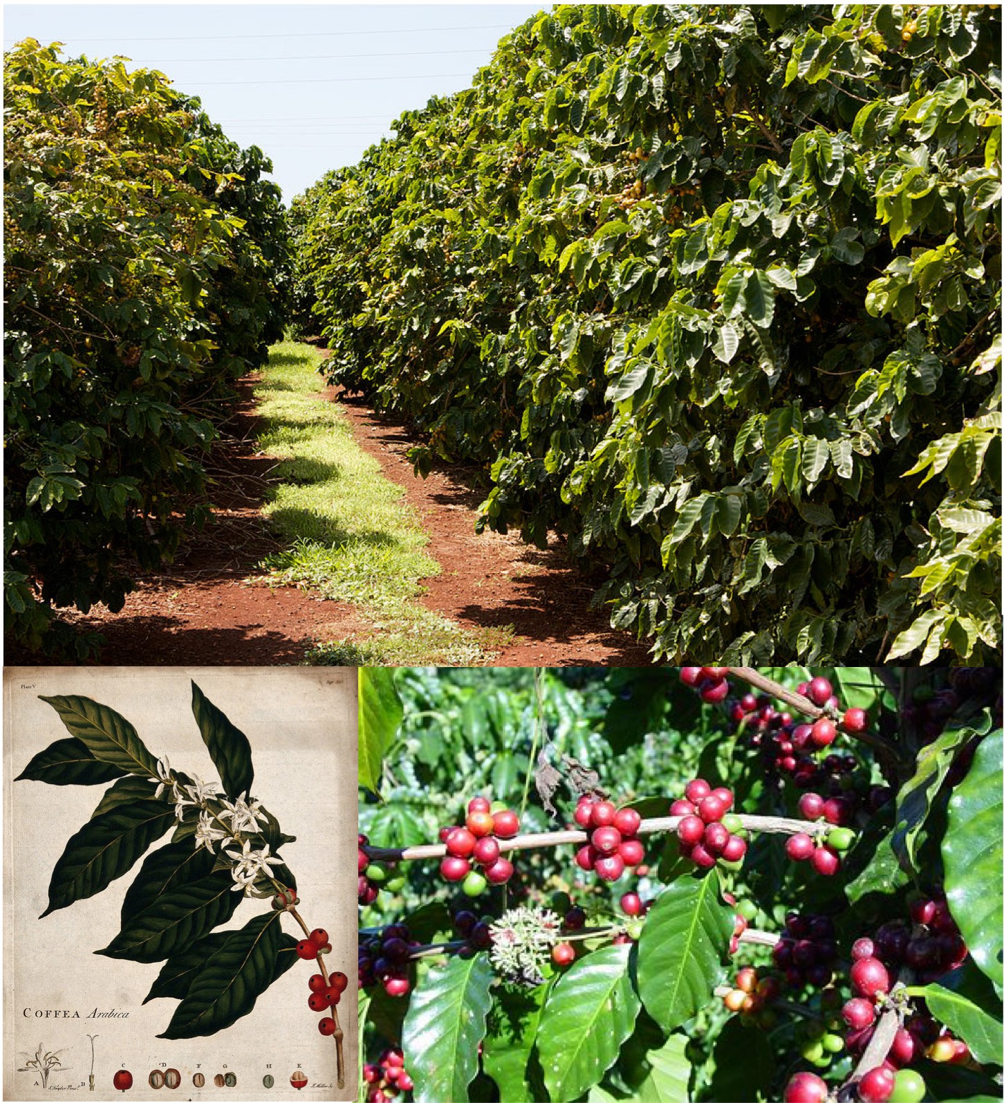 coffee plantation with close-up of coffee berries on plant