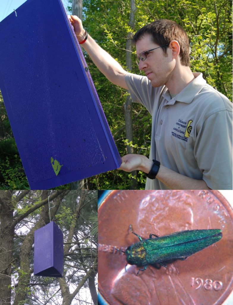 Sticky Traps Designed to Catch Emerald Ash Borer Beetles