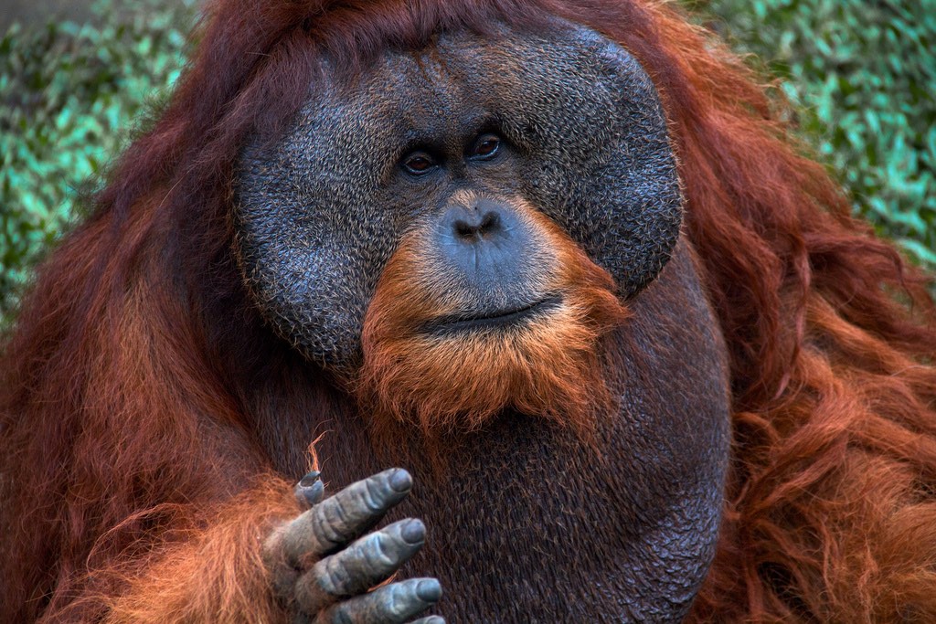 Male Sumatran Orangutans