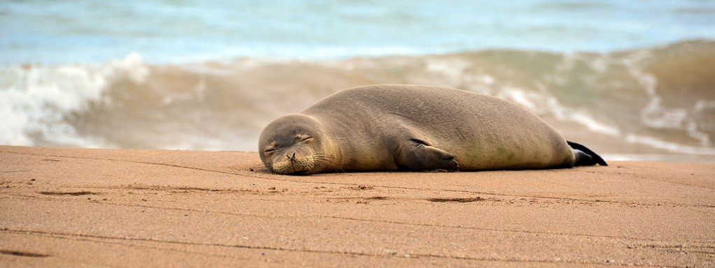 Adult Hawaiian Monk Seal Laying on Sand Beach Asleep