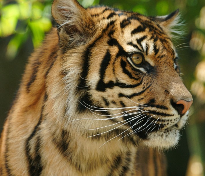 Close-up of Adult Tiger Head and Face