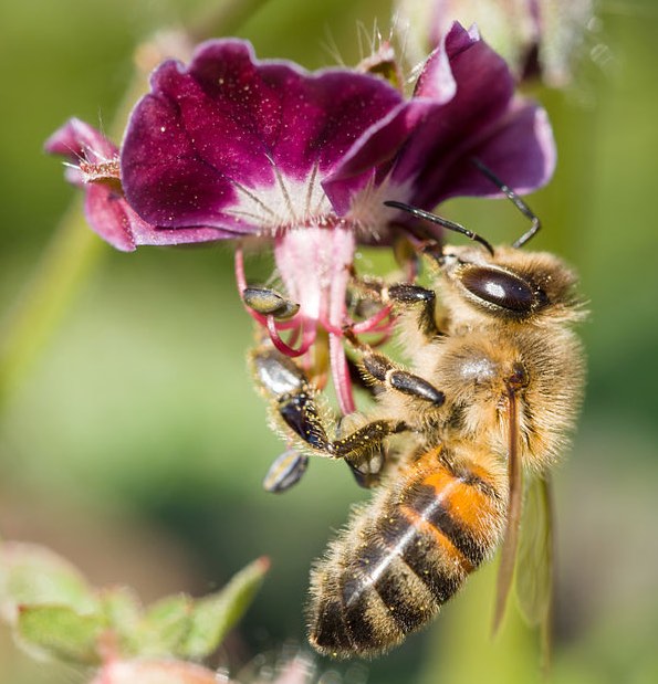 Honeybee Attached to Flower to Retrieve Nectar