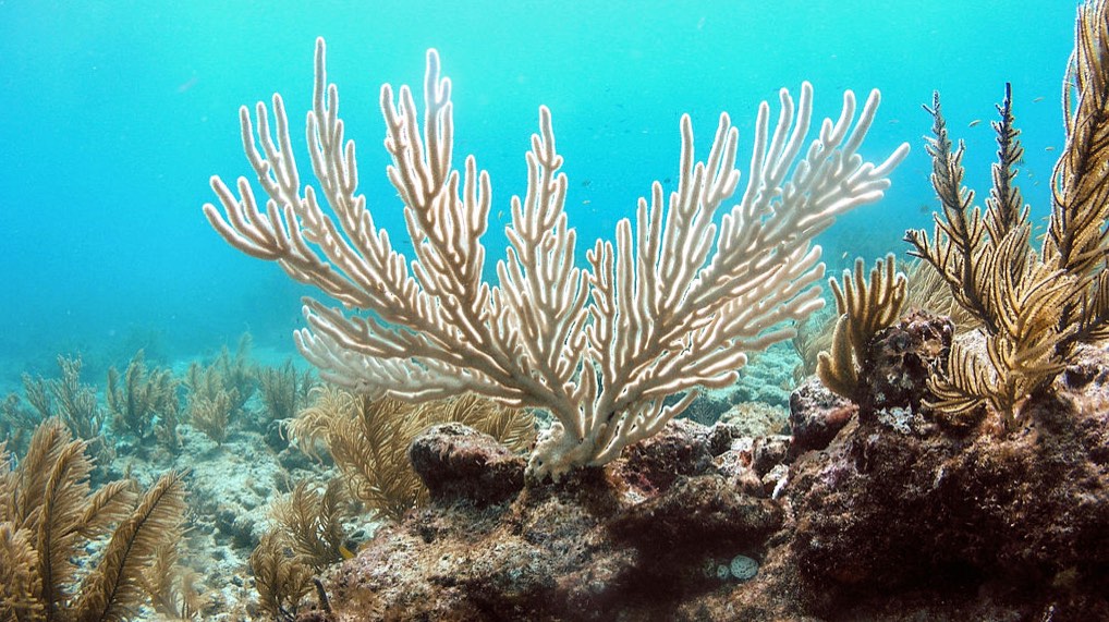 Heat leads to mass coral bleaching in Florida