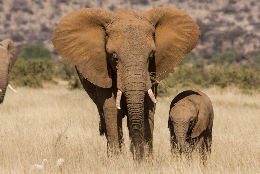 Calf Alongside Mother Elephant in Kenyan Tall Savannah Grasses