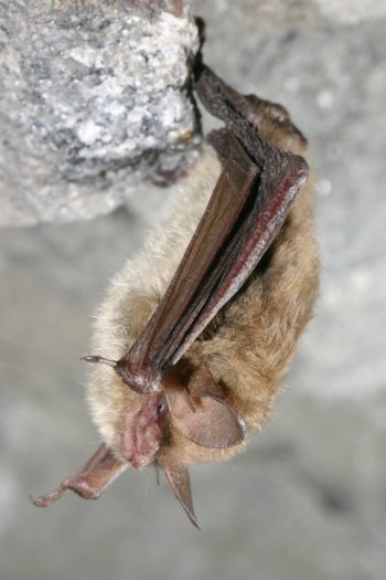 5.6 White-Nose Syndrome in North Americans Bats – Environmental ...