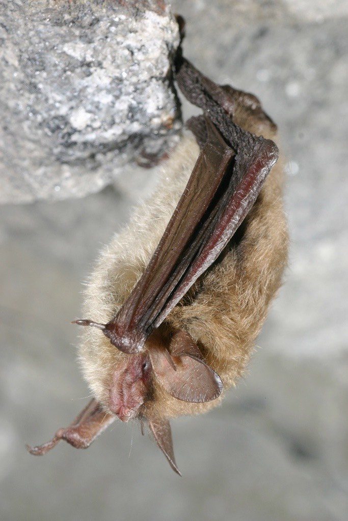 Northern Long Eared Bat Hanging From Rock Ledge