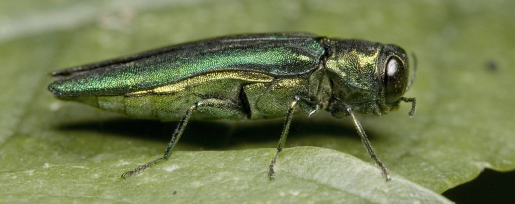 Emerald Ash Borer Beetle