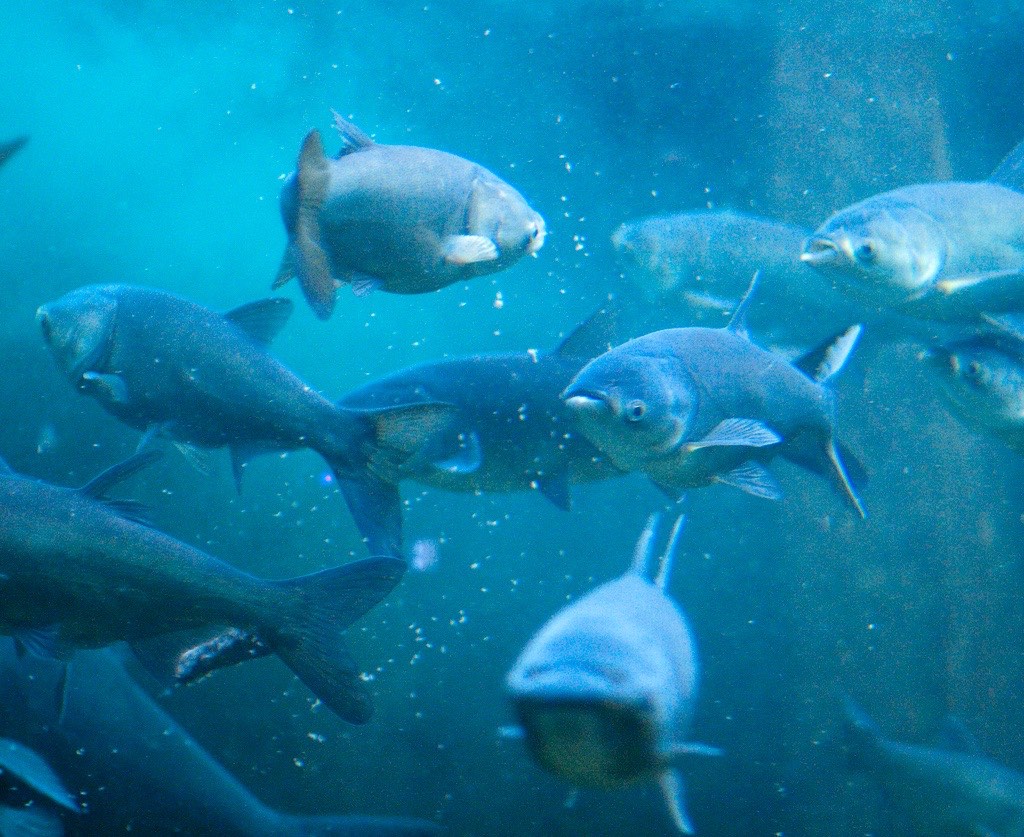 Huge, once-hated fish now seen as weapon against Asian carp, Iowa-Illinois-Wisconsin