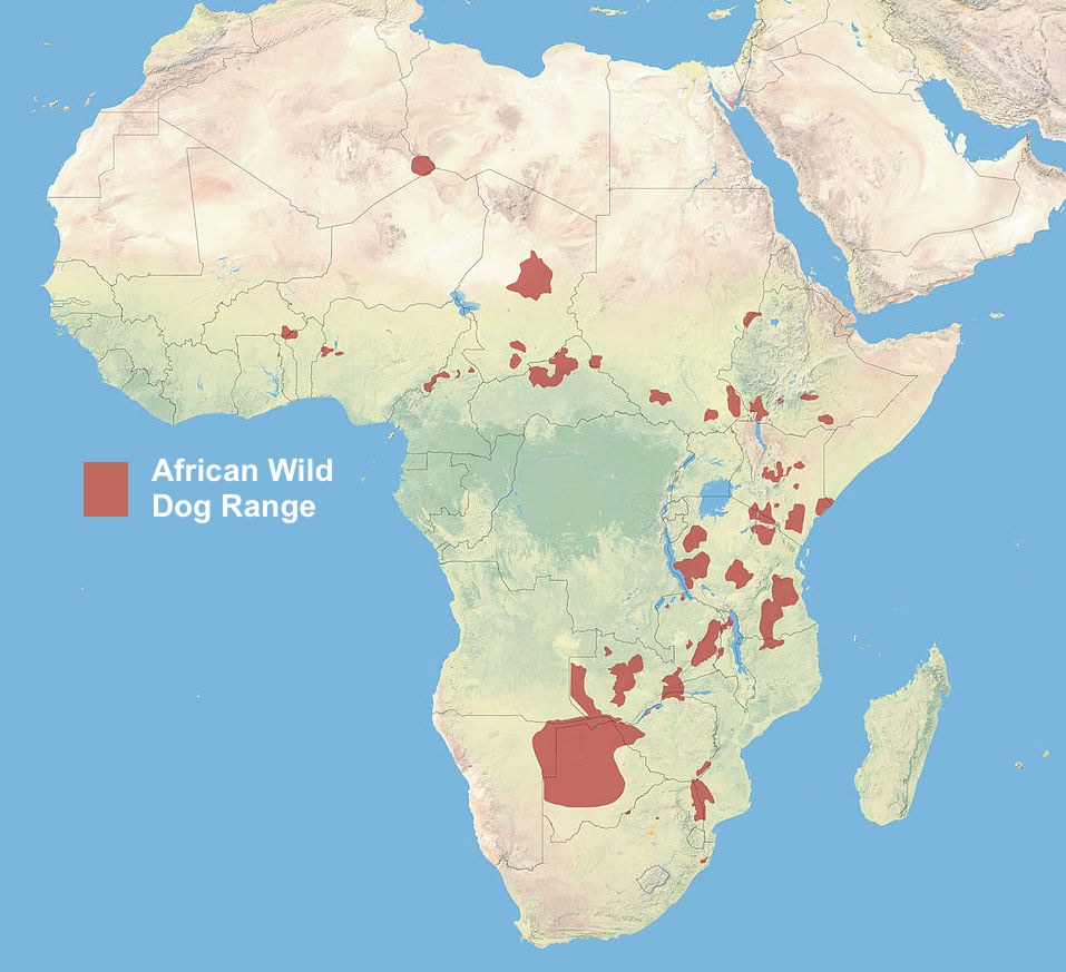 Shrinking Range of African Wild Dog on the Continent Now Concentrated in the Southern Half