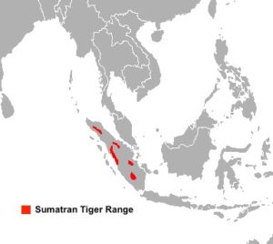 5.5 Tigers- Naked and Alone in the Disappearing Sumatran Forests