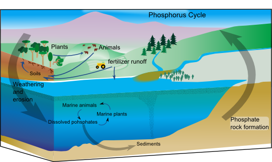 Phosphorus Transfer Through an Ecosystem