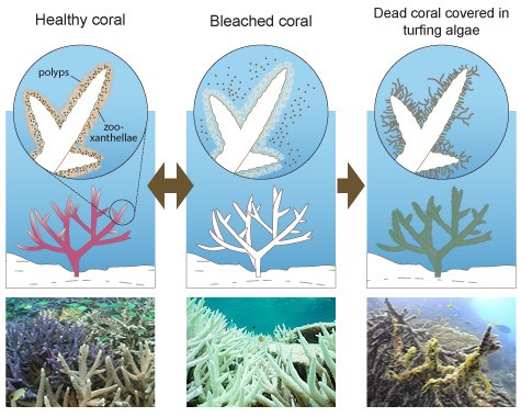 Diagram displaying health states of coral