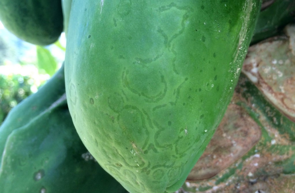 Ringsopt virus on papaya