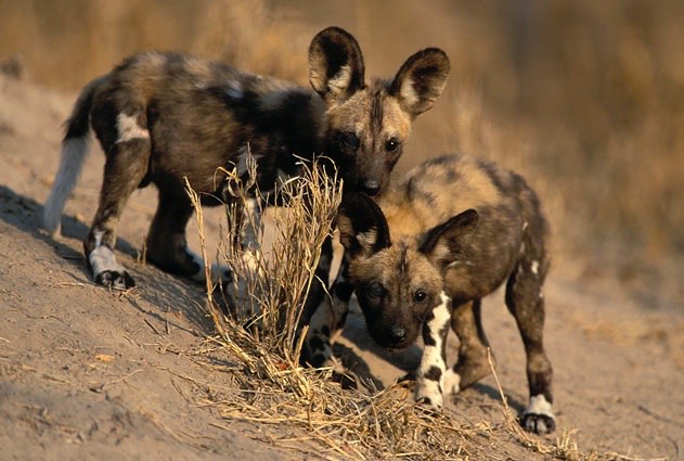 Young African Wild Dogs with Distinct Coat Patterns