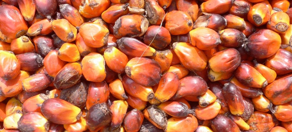 Palm Nuts
