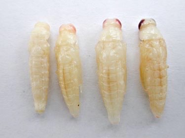 Emerald Ash Borer Pupa