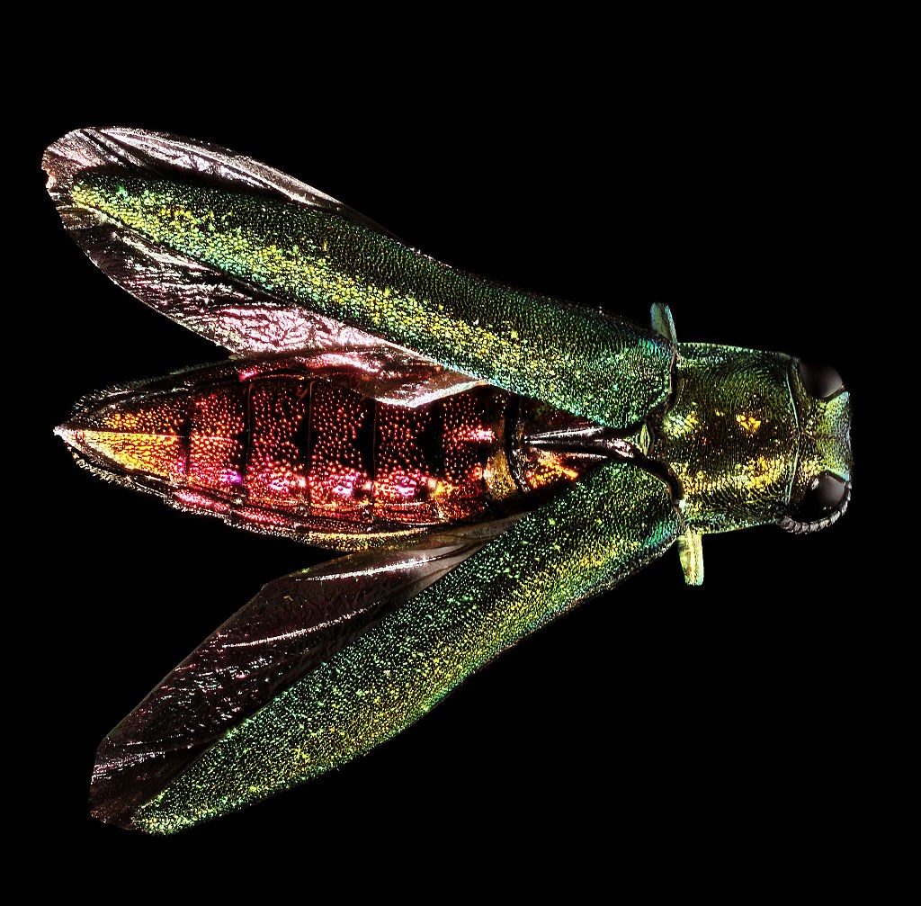 Emerald Ash Borer Adult