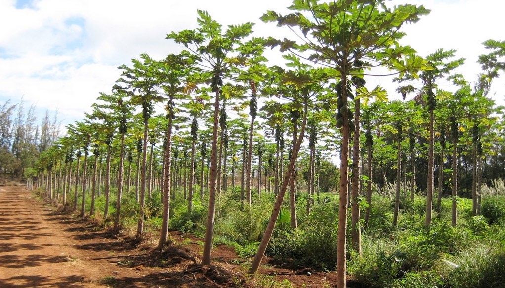 Stand of papaya trees