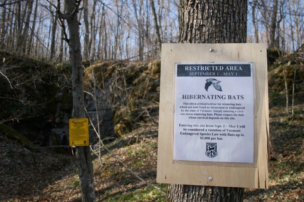 Bat Cave Sign Enforcing Fine for those Disturbing Hibernating Bats