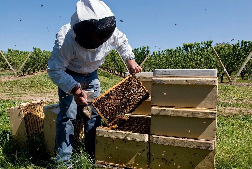 Beekeeper Removing Hive to Inspect Bee Population