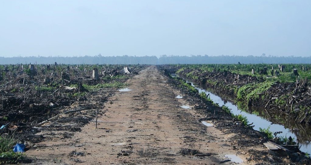 Clear Cut Forest in Sumatra