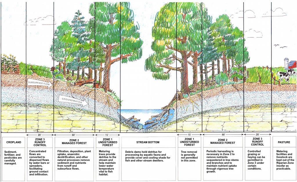 Zones within Riparian Areas Generating Both Positive and Negative Consequences