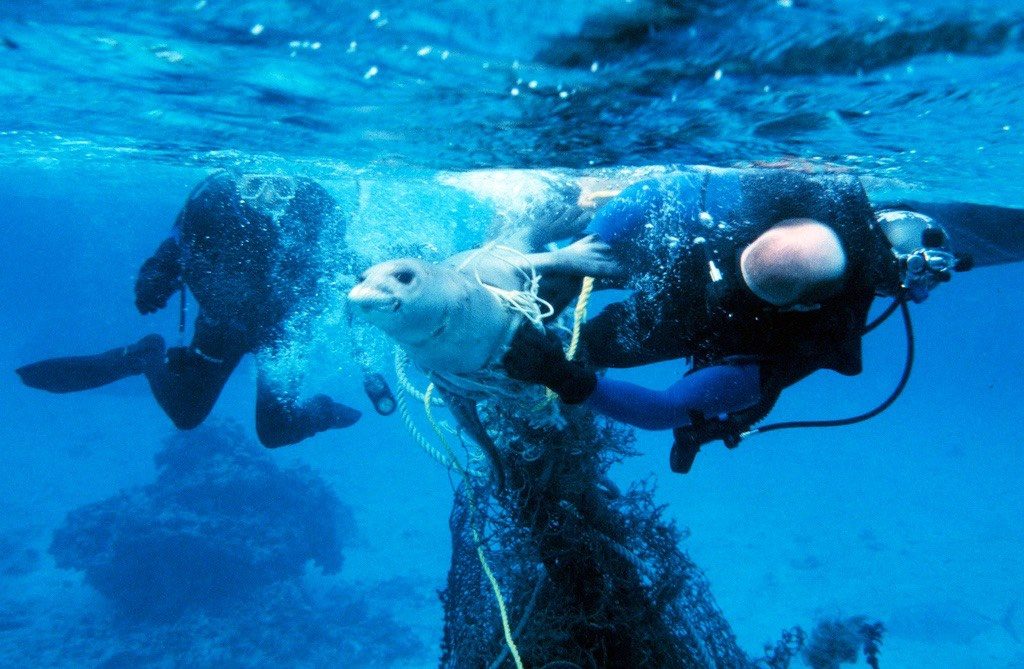 Scuba Divers Removing Debris Entangled Around a Monk Seal