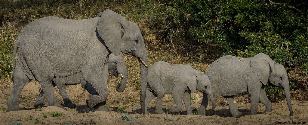 Mother and Calves Traveling as Part of Herd