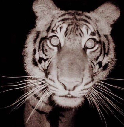 Motion Sensor Photograph Taken of Sumatran Tiger