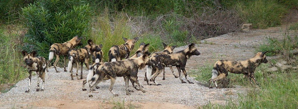 Pack of African Wild Dogs on Prowl for Food