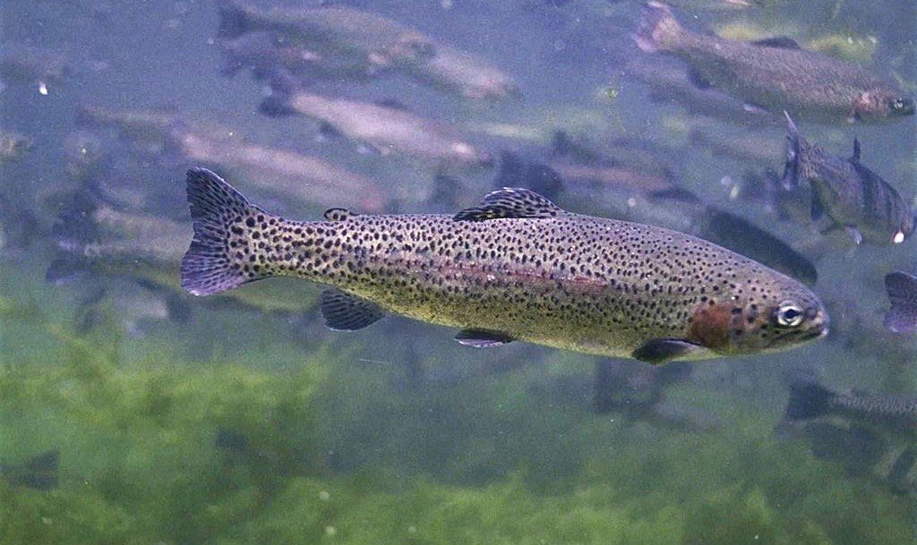 Rainbow Trout in Grand Coulee Dams Reservoir