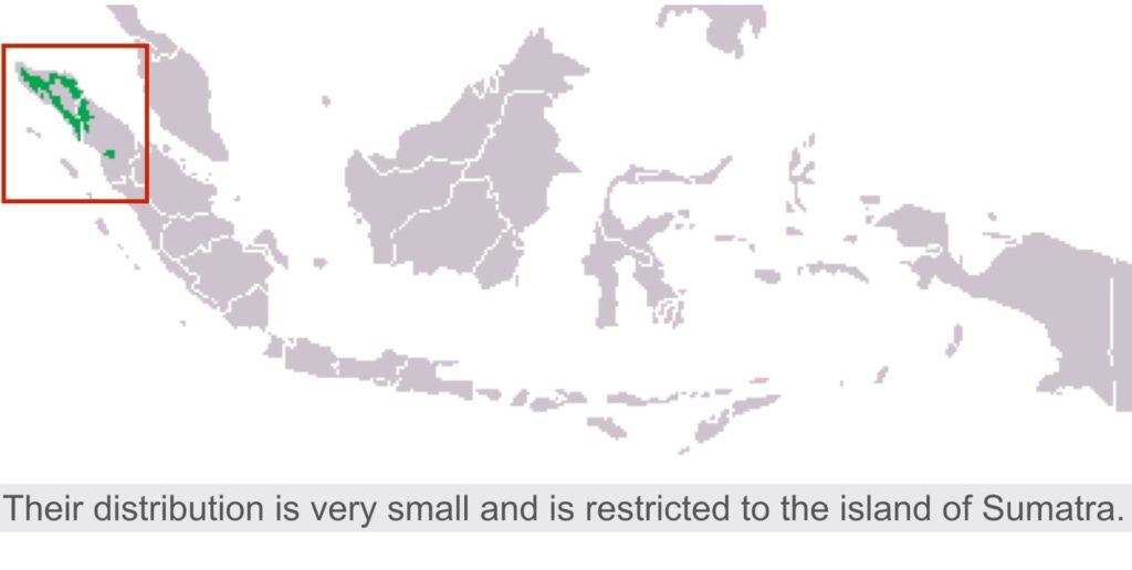 Map of Indonesia highlights the distribution of orangutans in Sumatra