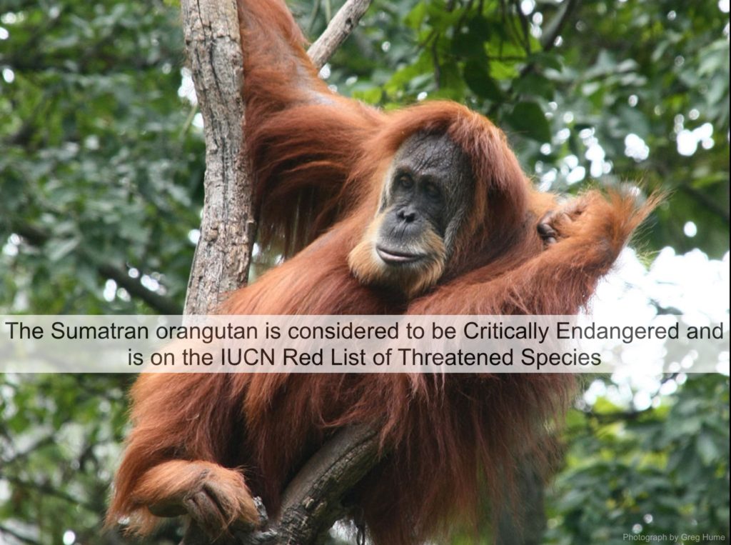 Female Sumatran Orangutan