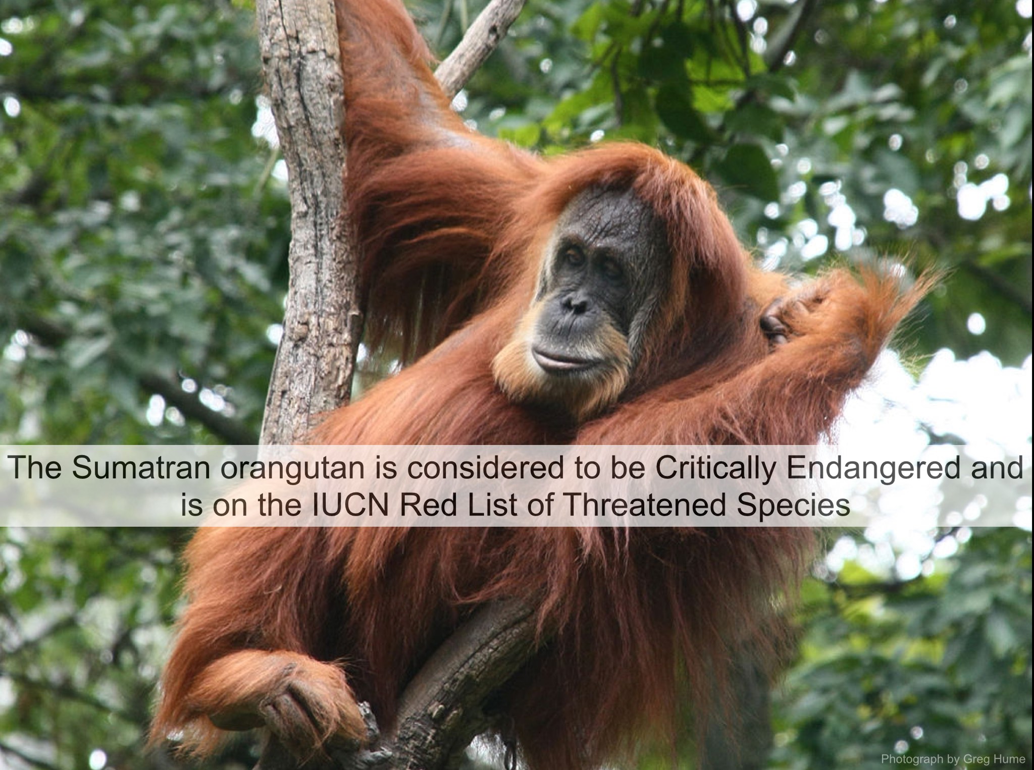 2.4 Hunger for Resources Leaves Sumatra’s Orangutans Without Homes