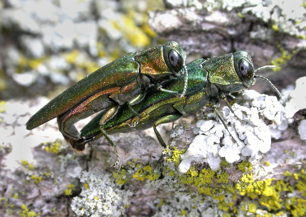 Emerald Ash Borer Beetles Mating