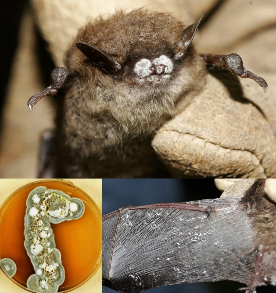 Little Brown Bat with White Nose, Ears, and Wings from White Nose Syndrome Contraction