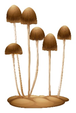 mushrooms