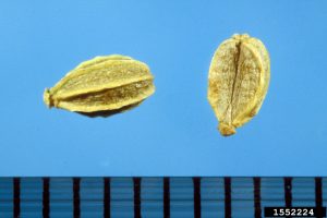 close up of poison hemlock seeds