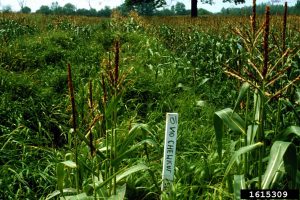 research plot of corn heavily infested with weeds