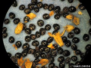 close up of redroot pigweed seeds
